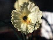 romieuxii Julia Jane